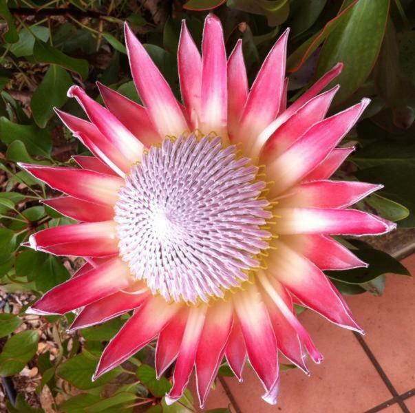 Protea Cottage 乔治 外观 照片